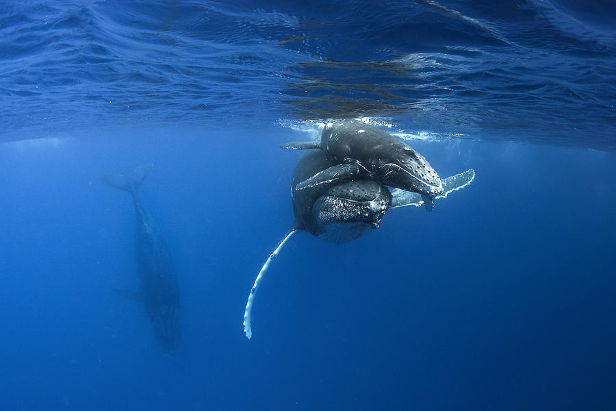 Humpback Whales #13 Photograph by Cdric Pneau