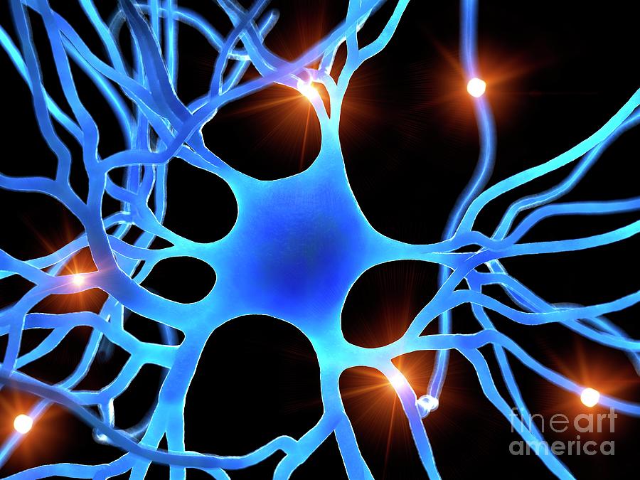 Illustration Of A Human Nerve Cell #13 Photograph by Sebastian Kaulitzki/science Photo Library