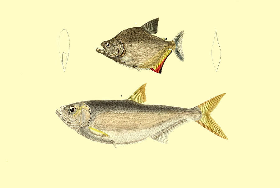 Illustration Of South American Fish #13 Painting by Science Source