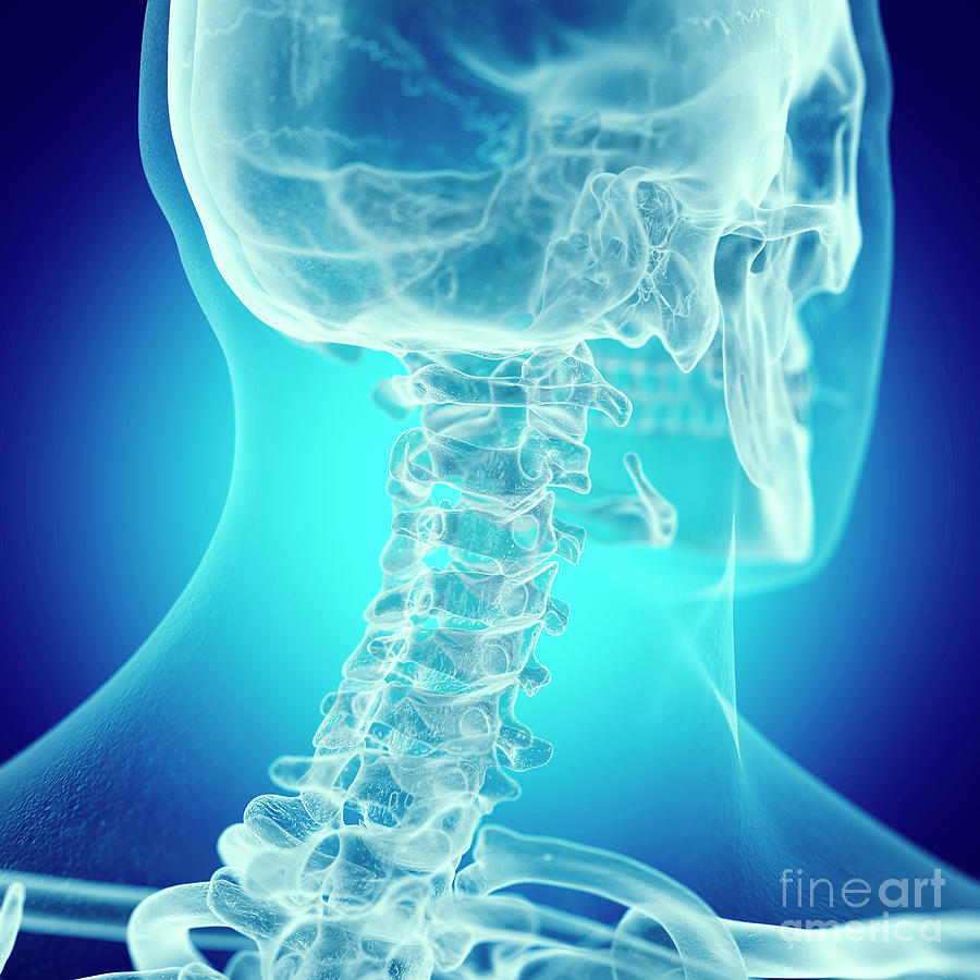 Illustration Of The Cervical Spine Photograph by Sebastian Kaulitzki ...