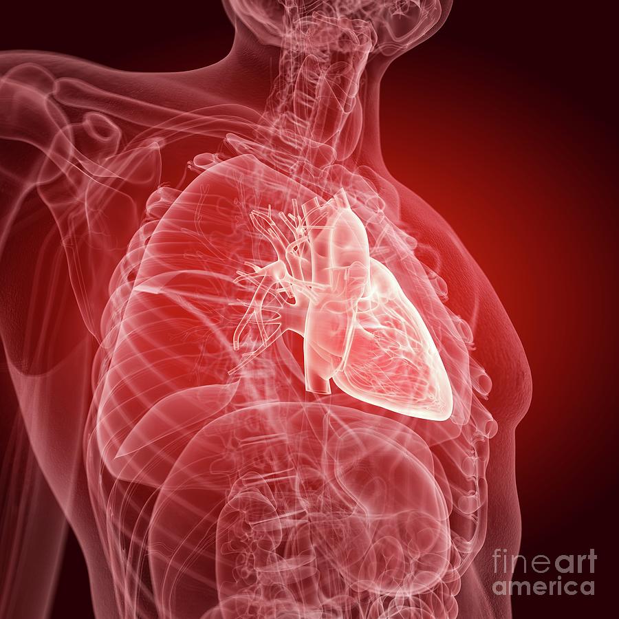 Illustration Of The Human Heart #13 Photograph by Sebastian Kaulitzki/science Photo Library