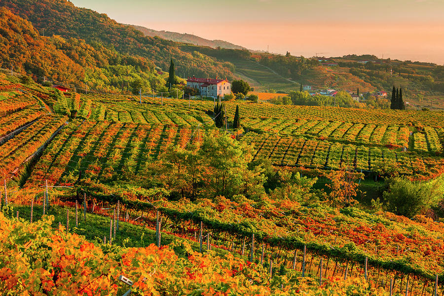 Italy, Veneto, Verona District, Valpolicella, Negrar, Typical Landscape, Vineyards #13 Digital Art by Olimpio Fantuz