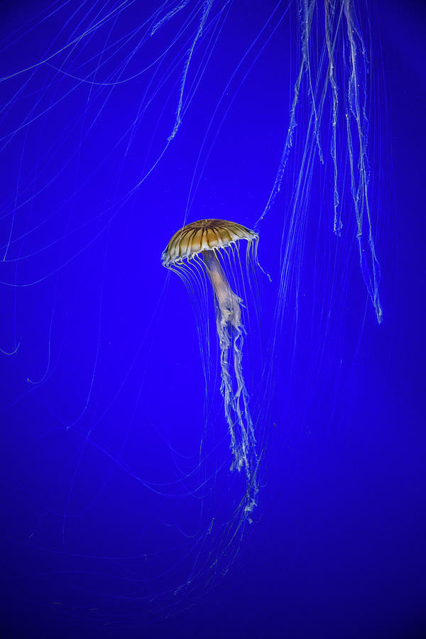 Japanese Jellyfish #13 Photograph by Kenny Thomas