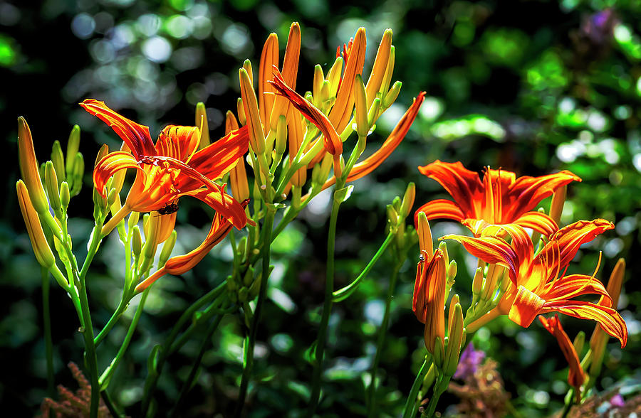 Lilies #13 Photograph by Robert Ullmann