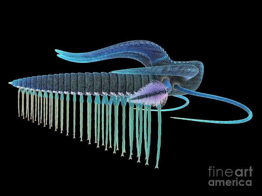 Marella Marine Arthropod #13 Photograph by Sebastian Kaulitzki/science Photo Library