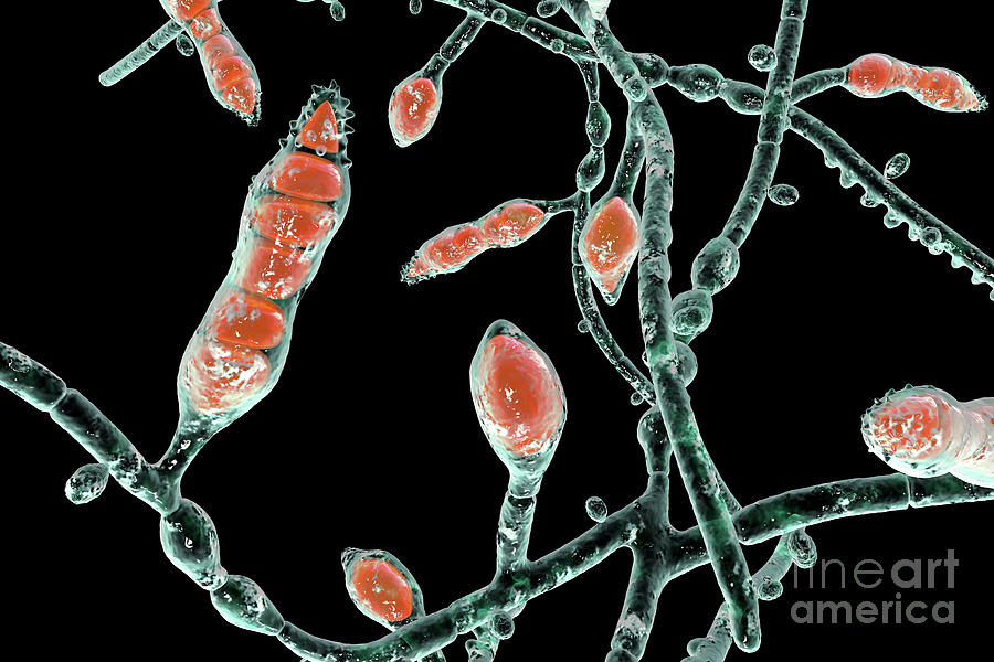 Microsporum Audouinii Fungus Photograph by Kateryna Kon/science Photo ...