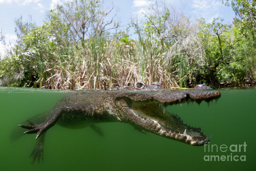 Morelets Crocodile Photograph by Reinhard Dirscherl/science Photo Library