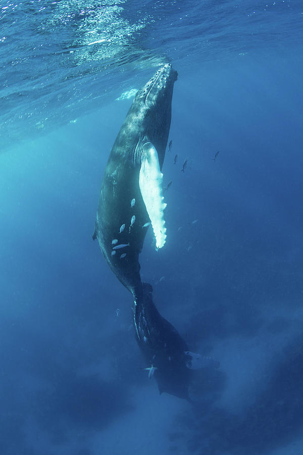 Mother And Calf Humpback Whales Swim #13 Photograph by Ethan Daniels