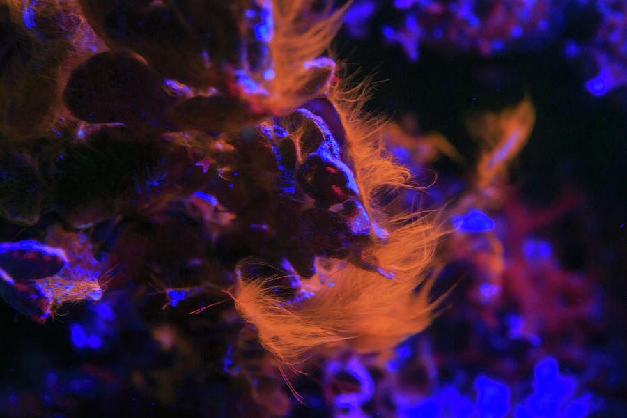 Barrier Reef Photograph - Night Dive At Barrier Reef Near Saint by Stuart Westmorland Barrier Reef Photograph - Night Dive At Barrier Reef Near Saint by Stuart Westmorland