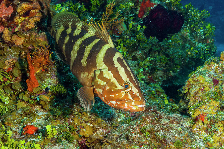 Fish Photograph - Northern Bahamas, Caribbean #13 by Stuart Westmorland