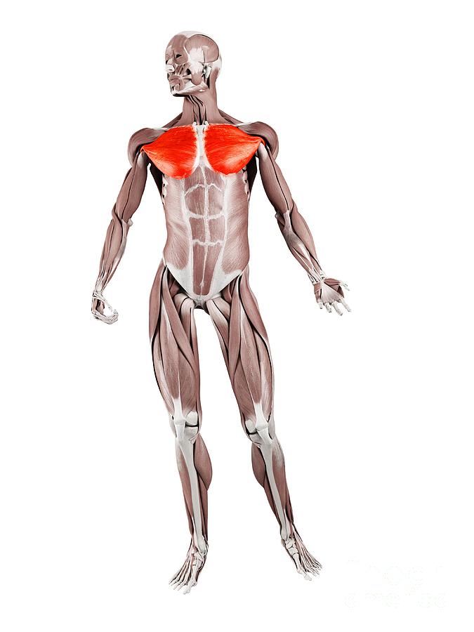 Athlete Photograph - Pectoralis Major Muscle #13 by Sebastian Kaulitzki/science Photo Library