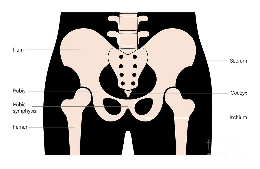 Skeleton Photograph - Pelvis Anatomy #13 by Pikovit / Science Photo Library