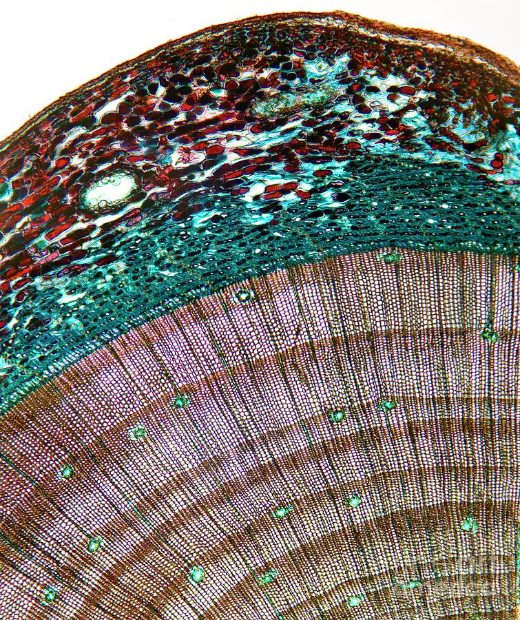 Pine Stem #13 Photograph by Dr Keith Wheeler/science Photo Library