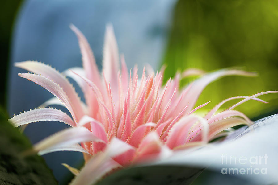 Pink Bromeliad Flower #13 Photograph by Raul Rodriguez