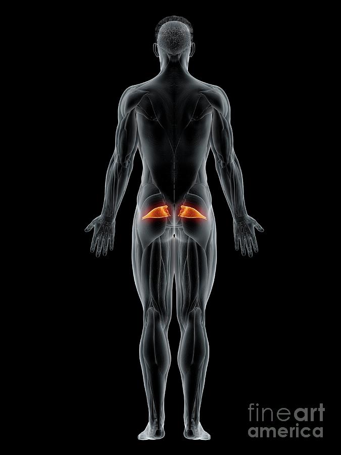 Piriformis Muscle Photograph By Sebastian Kaulitzkiscience Photo Library Fine Art America 2266