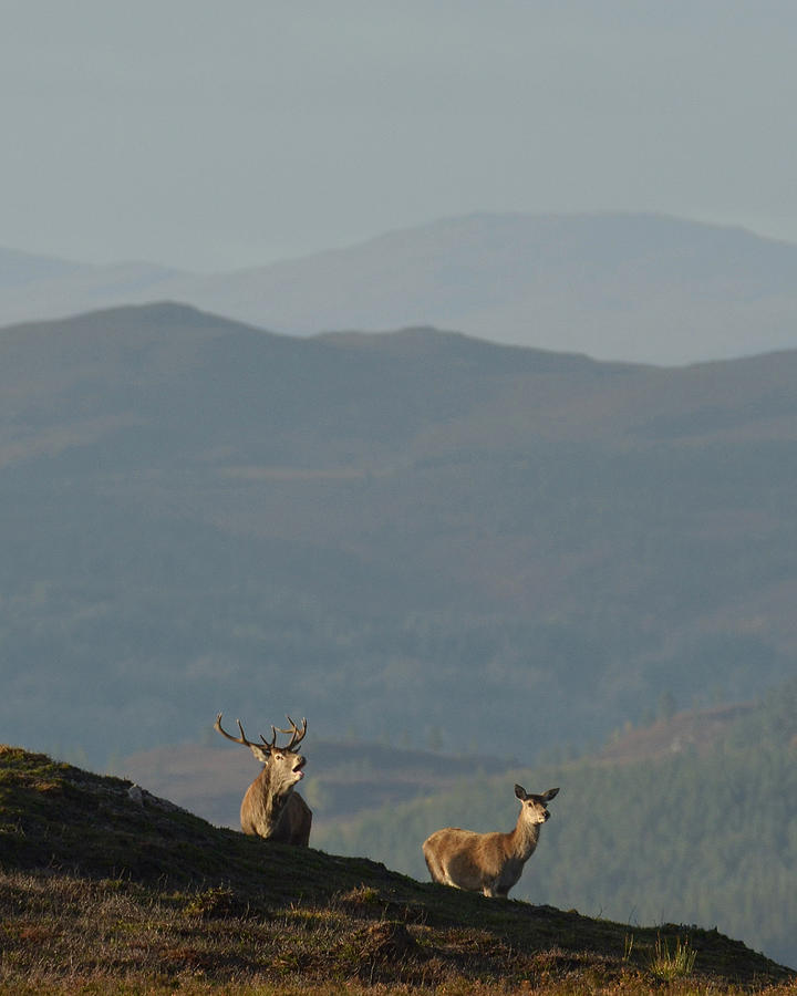 Red Deer in the Highlands  #13 Photograph by Gavin MacRae