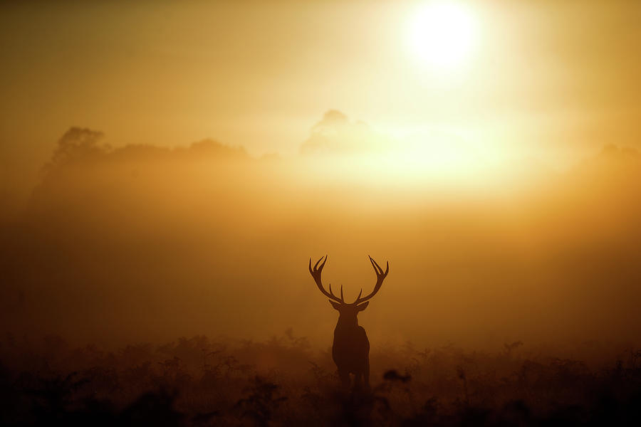 Red Deer Stand in the Early Morning Photograph by Henry Nicholls - Fine ...