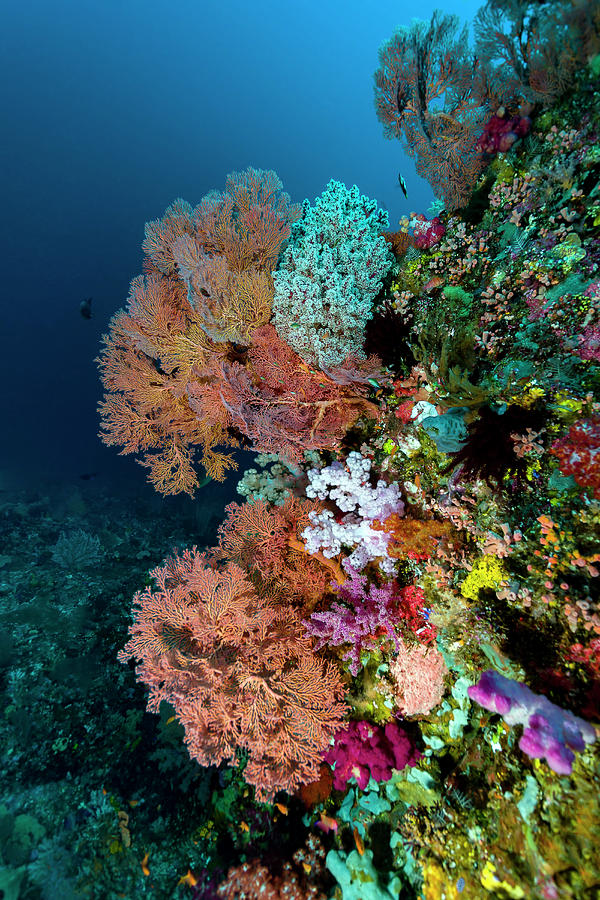 Reef Scene In Halmahera, Indonesia #13 Photograph by Bruce Shafer