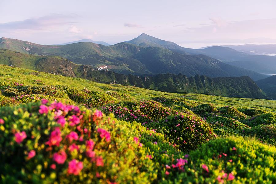 Summer Photograph - Rhododendron Flowers Covered Mountains #13 by Ivan Kmit