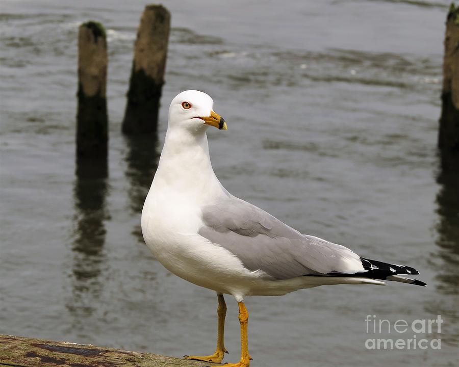 13 - Ring-billed Gull Photograph by Linda Vanoudenhaegen