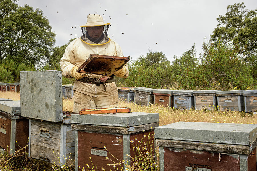 Nature Photograph - Rural And Natural Beekeeper, Working To Collect Honey From Hives #13 by Cavan Images