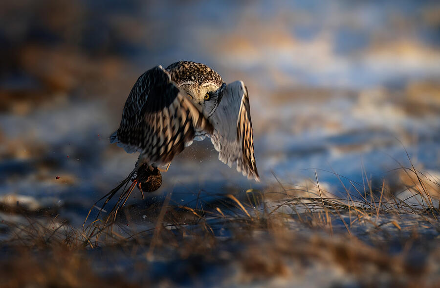 Owl Photograph - Short-eared Owl #13 by Tao Huang