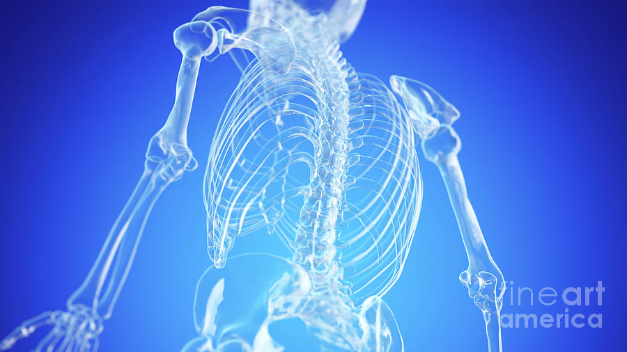 Skeletal Back Photograph By Sebastian Kaulitzki Science Photo Library Pixels