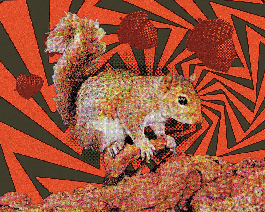Fall Drawing - Squirrel #13 by CSA Images
