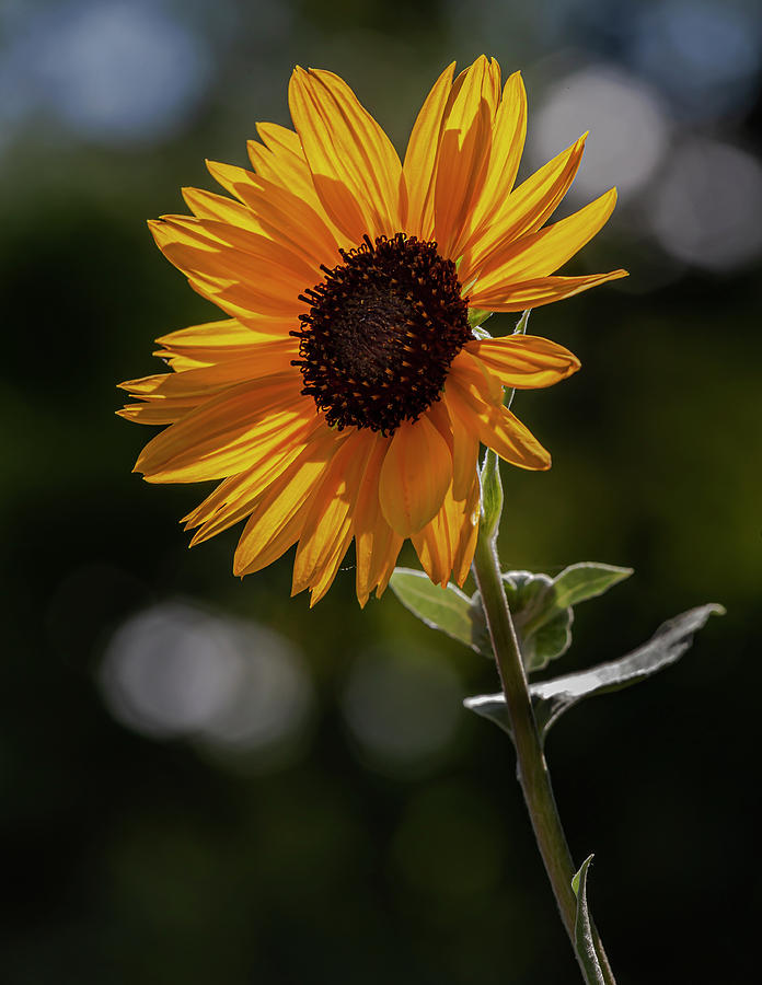 Sunflower #13 Photograph by Robert Ullmann