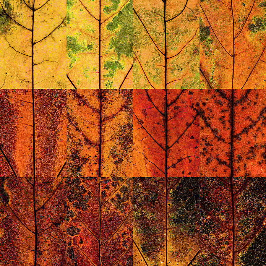 Swatches - Autumn Leaves inspired by Gerhard Richter Photograph by Shankar Adiseshan