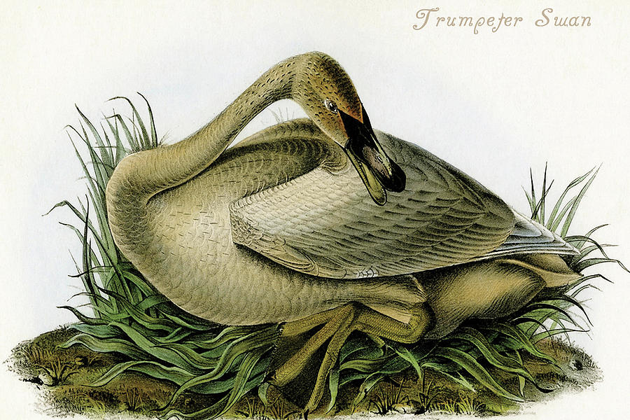Trumpeter Swan #13 Painting by John James  Audubon