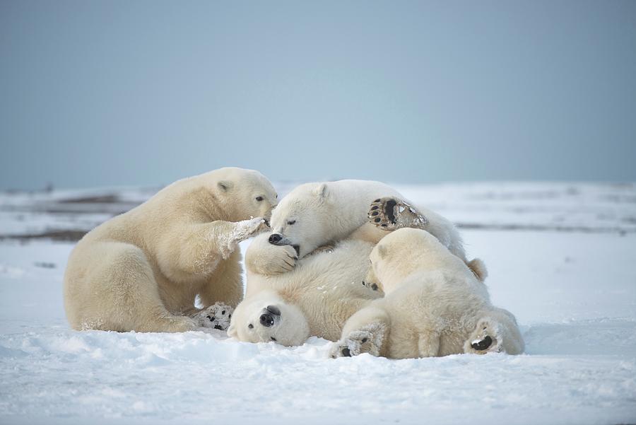 Usa, Alaska, Beaufort Sea, Young Polar Photograph by Steven Kazlowski ...