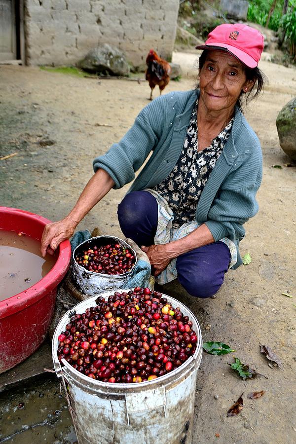 Washing Coffee - Peru Photograph