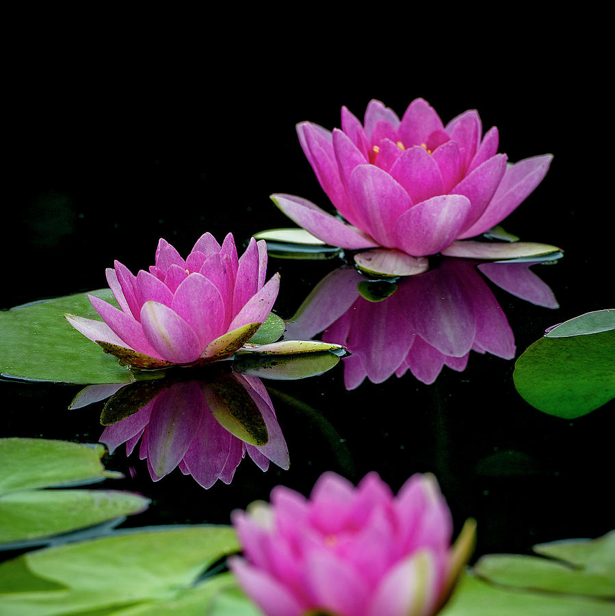 Water Lily also called Lotus flower. Photograph by Michael Sedam