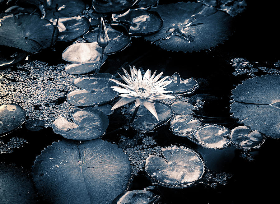 Water Lily #13 Digital Art by Laura Diez
