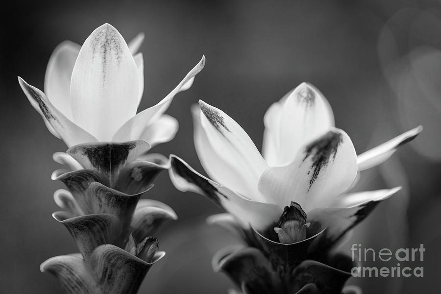 White Curcuma Flower #13 Photograph by Raul Rodriguez