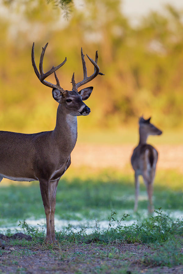White-tailed Deer (odocoileus #13 Photograph by Larry Ditto White-tailed Deer (odocoileus #13 Photograph by Larry Ditto