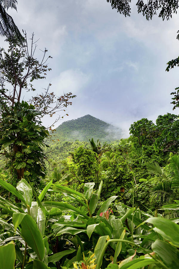 Yunque Natl Forest, Puerto Rico #13 Digital Art by Claudia Uripos