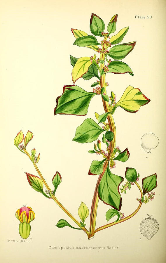 Illustrations Of The Flowering Plants And Ferns Of The Falkland Islands Painting