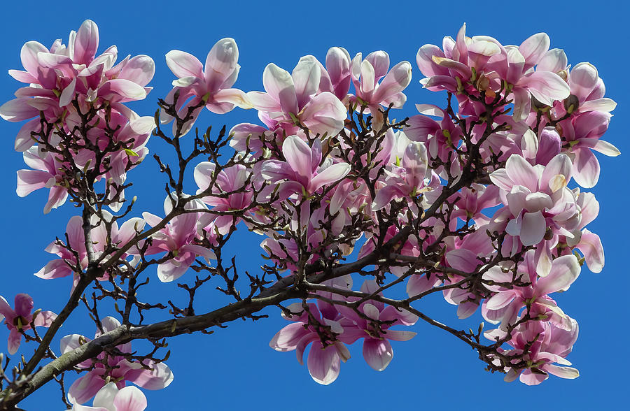Magnolia Blossoms #130 Photograph by Robert Ullmann