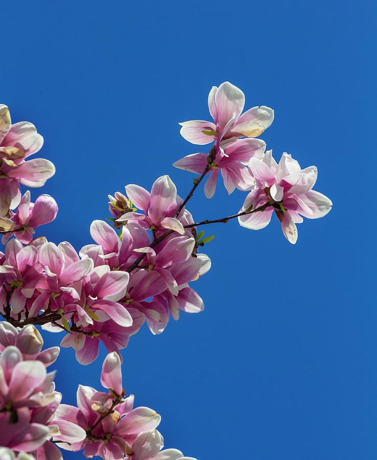 Magnolia Blossoms #131 Photograph by Robert Ullmann