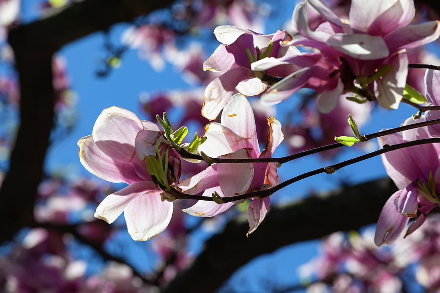 Magnolia Blossoms #132 Photograph by Robert Ullmann