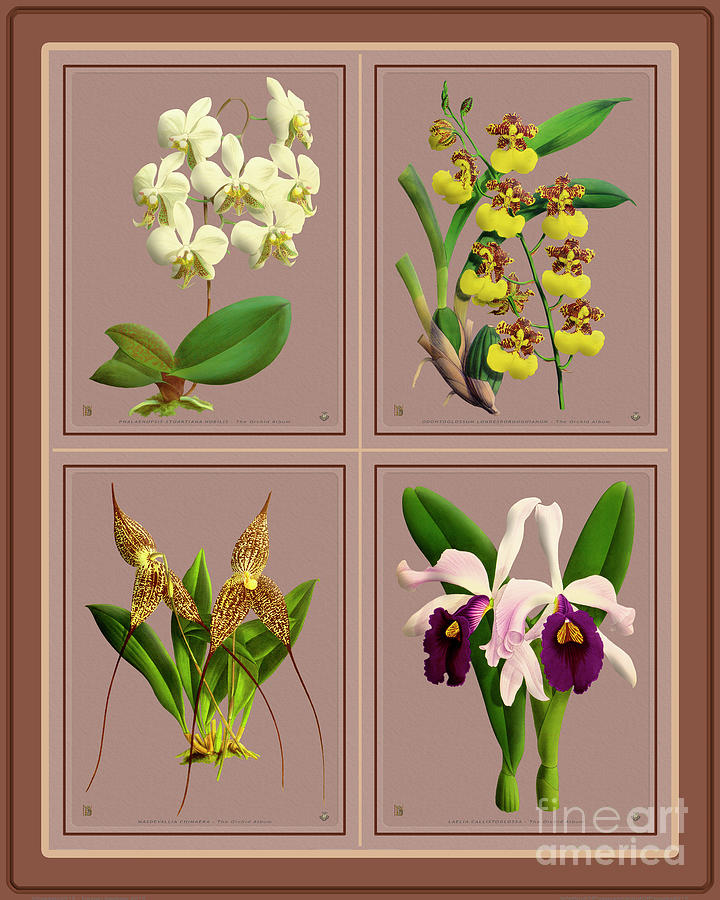 Orchids Quatro Collage Mixed Media