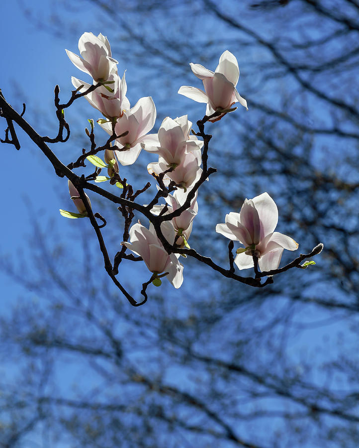 Magnolia Blossoms #133 Photograph by Robert Ullmann