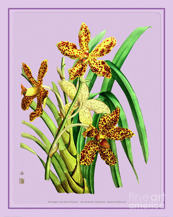 Orchid Flower Orchideae Plantae Flora Mixed Media
