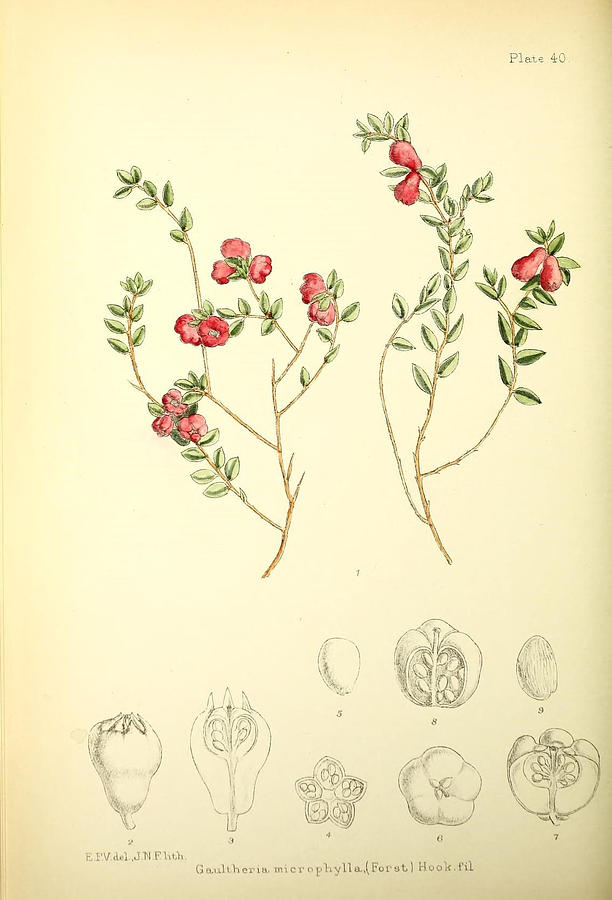 Illustrations Of The Flowering Plants And Ferns Of The Falkland Islands Painting