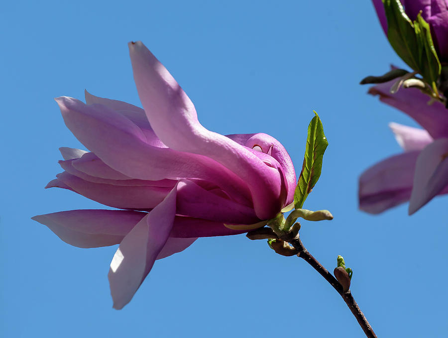 Magnolia Blossoms #134 Photograph by Robert Ullmann
