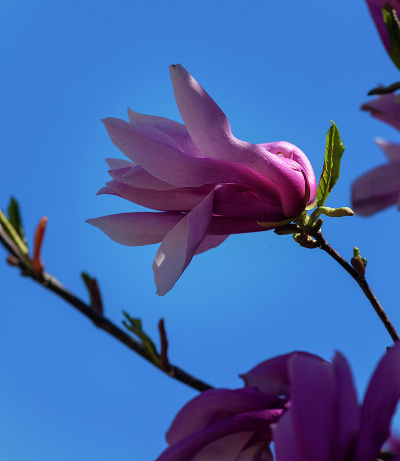 Magnolia Blossoms #135 Photograph by Robert Ullmann
