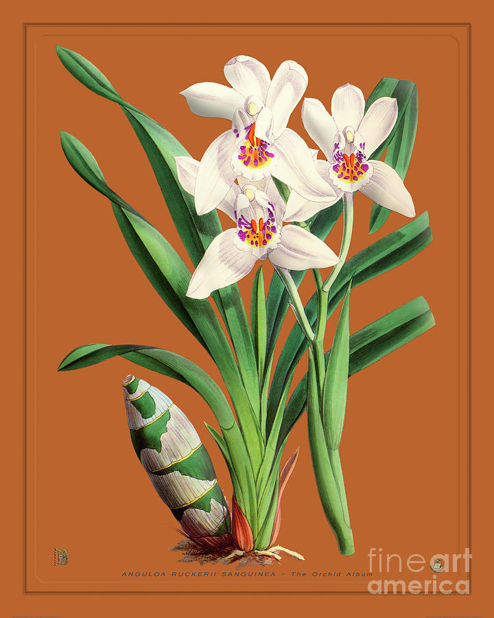 Orchid Vintage Print On Colored Paperboard Drawing