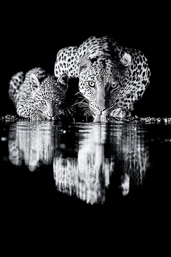 Leopard Photograph -  #14 by Amnon Eichelberg
